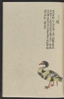 ku-speccoll:11885-125