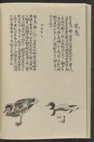 ku-speccoll:11885-128