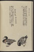 ku-speccoll:11885-134