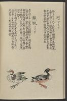 ku-speccoll:11885-138