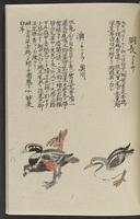 ku-speccoll:11885-139