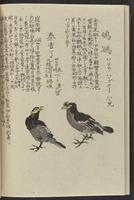 ku-speccoll:11885-164