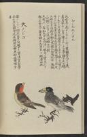 ku-speccoll:11885-170