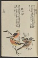 ku-speccoll:11885-175