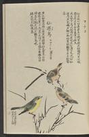 ku-speccoll:11885-177