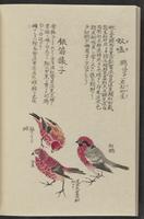 ku-speccoll:11885-184