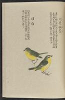 ku-speccoll:11885-185