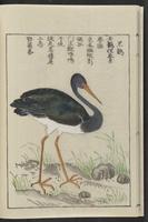 ku-speccoll:12080-16