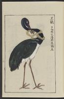 ku-speccoll:12080-17