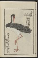 ku-speccoll:12080-18