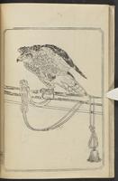 ku-speccoll:12186-41