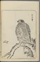 ku-speccoll:12186-51