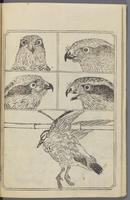 ku-speccoll:12186-53