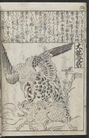 ku-speccoll:12252-12