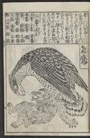 ku-speccoll:12252-13