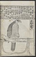 ku-speccoll:12252-16