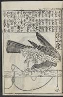 ku-speccoll:12252-17