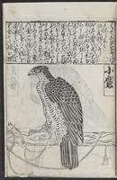 ku-speccoll:12252-19