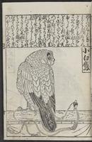 ku-speccoll:12252-21