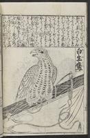 ku-speccoll:12252-24