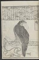 ku-speccoll:12252-25