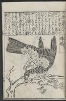 ku-speccoll:12252-29