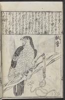 ku-speccoll:12252-30