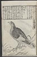 ku-speccoll:12252-31