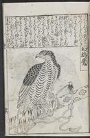 ku-speccoll:12252-33