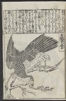 ku-speccoll:12252-41