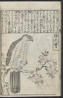 ku-speccoll:12252-52