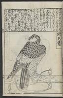 ku-speccoll:12252-53