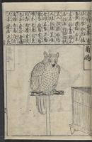 ku-speccoll:12252-59