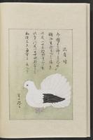 ku-speccoll:12319-168