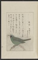 ku-speccoll:12319-169