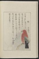 ku-speccoll:12319-172