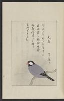 ku-speccoll:12319-173