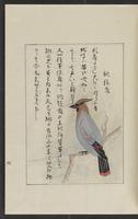 ku-speccoll:12319-175