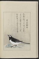 ku-speccoll:12319-176