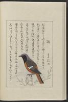 ku-speccoll:12319-178