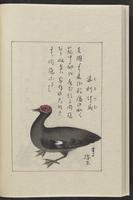 ku-speccoll:12319-180