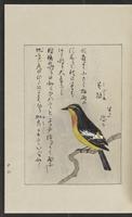 ku-speccoll:12319-185