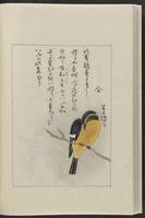 ku-speccoll:12319-186