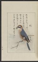 ku-speccoll:12319-187