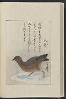 ku-speccoll:12319-188