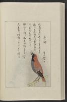 ku-speccoll:12319-192