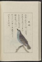 ku-speccoll:12319-198