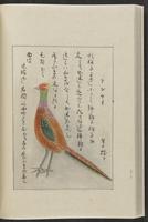 ku-speccoll:12319-200