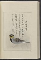 ku-speccoll:12319-202