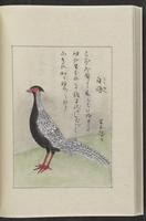 ku-speccoll:12319-206